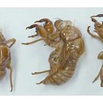 セミの抜け殻でつくったゴジラがやばいｗｗｗｗｗ