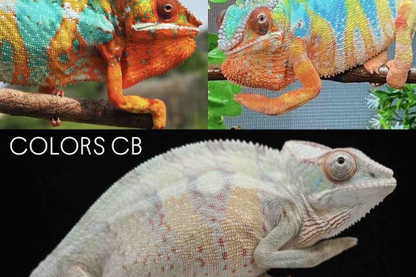 カメレオンショップ様★専用ページ COLORS