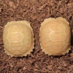 大型熱帯魚屋  ZEEBRA