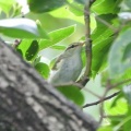 2026年9月12日の野鳥公園