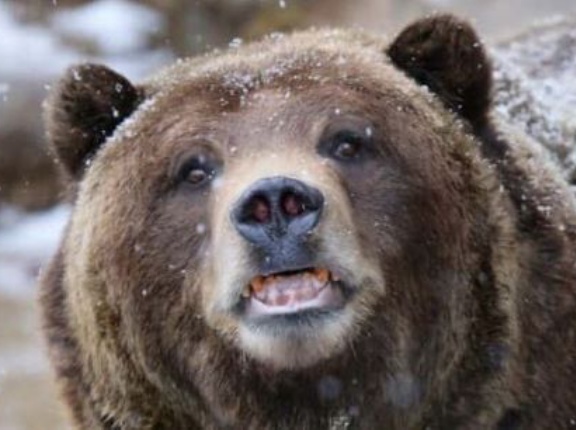 東京の人「クマが怖いならクマが出るようなところに住まなければいいのに」→圧倒的ド正論の反論に3万いいねｗｗｗｗｗ