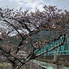 飛騨かなやまの桜　開花状況 2026