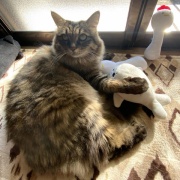 【猫写真】日向ぼっこマロちゃん