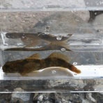 梓川の生き物たち