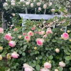 のばらのガーデニングブログ　Hana and Rose Garden+