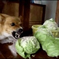 【画像・GIF集】イッヌ、キャベツが好きすぎる