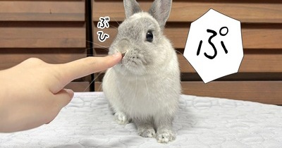 うさぎのルリ(4/13追記)