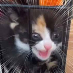 危険な猛獣が檻の中にいた。ここから出せぇ～！ → そう言われましても…