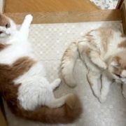 獣医さんから帰って来た猫に寄り添う猫