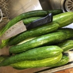 伊豆高原の田舎暮らしと野鳥たち