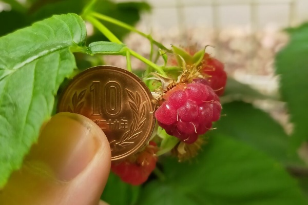 果樹ログ 果樹を育てて食べる ラズベリー