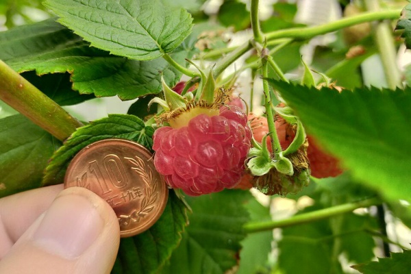 果樹ログ 果樹を育てて食べる ジョイゴールド