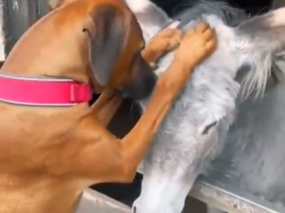 「愛が重すぎる？」犬がロバを大好き過ぎて…激しいスキンシップ