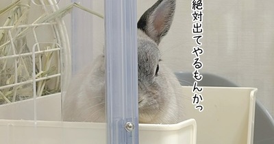 うさぎのルリ(10/24追記)