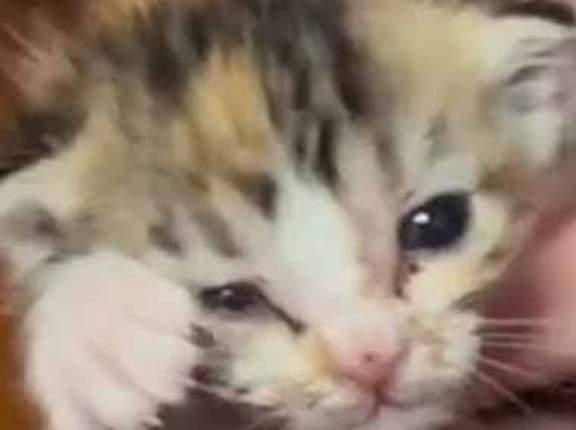 親を亡くした子を引き取った。今日からあなたはうちの子よ → 子育て中のお母さんはこうします…