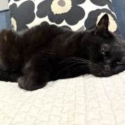 追いかけっこは普通じゃいられない