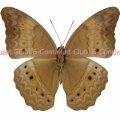 マラヤミナミヒョウモン♀ (ボルネオ) Cirrochroa malaya calypso