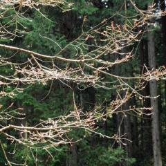 飛騨かなやまの桜　開花状況 2026