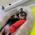 ☆甘えんぼダックスちゃんデビュー☆