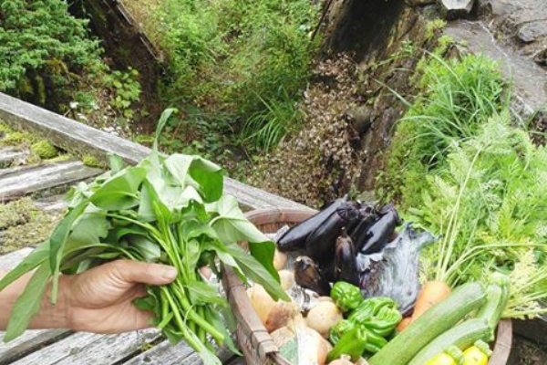 Farm Rootsの笠置山麓野菜のつくりかた 安い