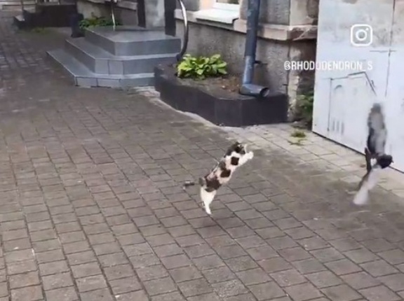 全力で跳びかかる元気な子猫…だけど鳥たちは恐れていない