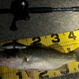 『2月26日 琵琶湖 早春にビッグベイトでヒット！(ベベル ルアー アニマスター』の画像