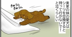 犬と猫のシーツ交換
