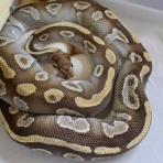 Santeria [Ball Python & Geckos]