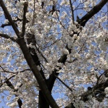 『新入生の皆さん、ご入学おめでとうございます。』の画像