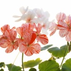 『庭が春めいて参りました、二月の植物の様子。』の画像