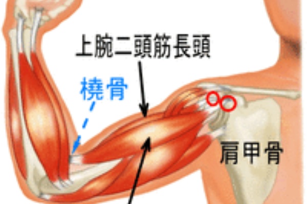 本日の留置鍼治療 あなたの道場 あこう堂 日記