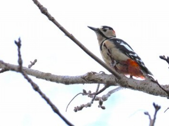 2026年2月13日の野鳥公園