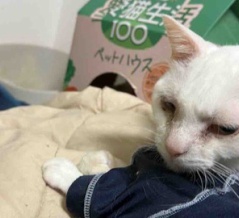 薬を嫌がるネコチャンズ　20251224