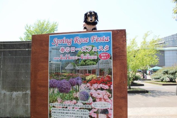 ミニチュアダックスと遊ぼ 小田原フラワーガーデン Powered By ライブドアブログ