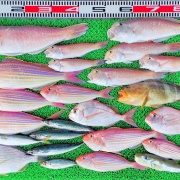 2025年12月7日　釣果