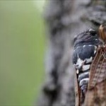 【閲覧注意】セミの羽化、ヤバ過ぎるｗｗｗｗ 	