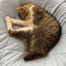 猫って夢みるの？