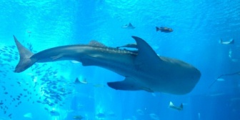 専業主婦の妻を養うより、競走馬かジンベイザメでも（飼育できたら）飼う方がずっとマシだと気づいた