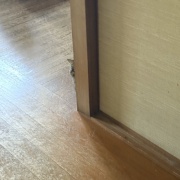【猫写真】マロちゃんは隠れるのが好き