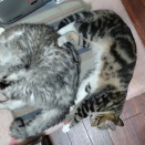 白髪染め・リタッチで定規出動