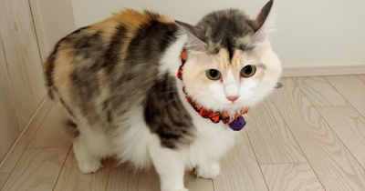 先住ちゃん目線のトライアルってこんな感じ。