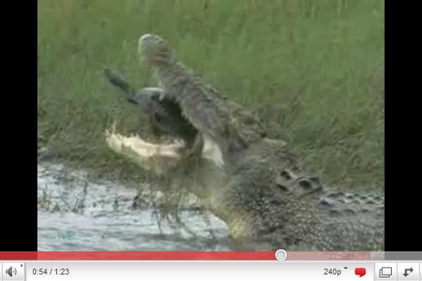 自然界怖い カメをバリバリと食べる巨大ワニ 動画 フィストリア