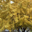 若い女性の困難の支援