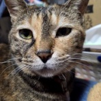 馴れていない成猫の幸せへの道