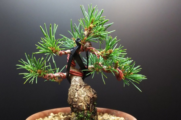 盆栽素材 五葉松瑞祥-5 第25回 瑞祥展 五葉松「瑞祥」 #bonsai #盆栽 #盆景 #園芸 #盆栽
