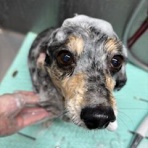 千葉県松戸市にあるペットショップワンラブ イオンフードスタイル新松戸店のスタッフブログ