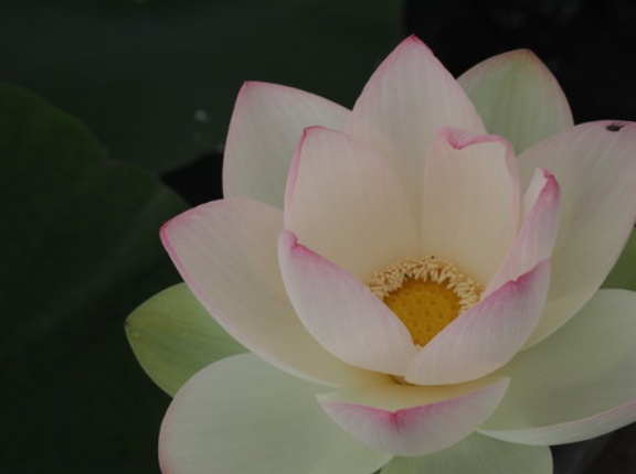 2026 蓮の花、咲き始めました！「唐比ハス園」（諫早市森山町）