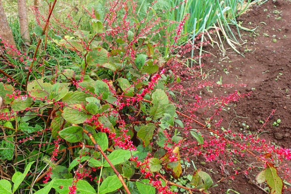 酒中日記('15「酒中日記」製作委員会) Amazon.co.jp: 酒中日記 : 坪内 祐三: 本