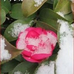 ときめき老テニス