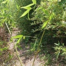 布袋竹